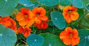 Normal 2026 02 27T100021.317 768x403 1