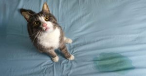 Normal 2026 02 27T114827.788 768x403 1