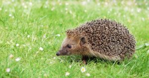 Normal 2026 03 05T101339.968 768x403 1