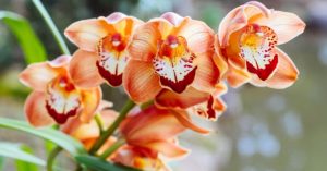 Normal 2026 03 06T075006.502 768x403 1