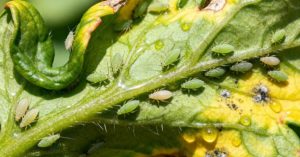 Normal 2026 03 06T080725.290 768x403 1