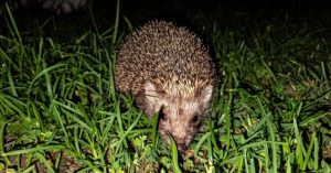 Normal 2026 03 09T093447.461 768x403 1