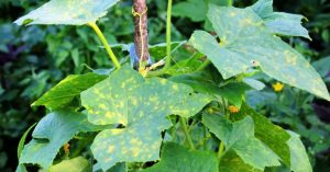 Normal 2026 03 10T074757.107 768x403 1