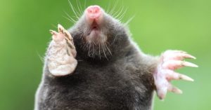 Normal 2026 03 10T113533.365 768x403 1