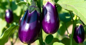 Normal 2026 03 23T082105.610 768x403 1