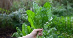 Normal 2026 03 23T101551.122 768x403 1