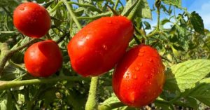 Normal 2026 03 23T162521.858 768x403 1