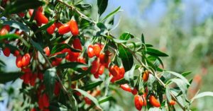 Normal 2026 04 01T080327.313 768x403 1