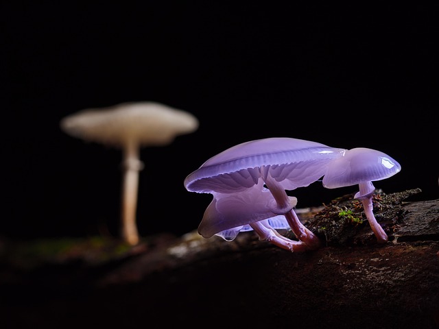 adege mushroom g8db84c950 640