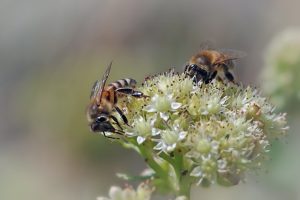 camera man bee g6f4be936d 640