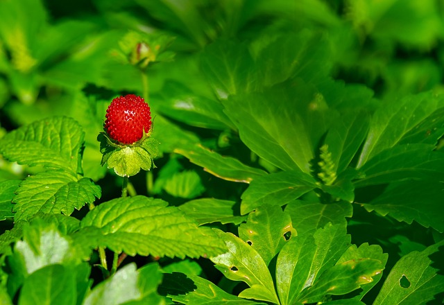 couleur strawberry gc7031e9b0 640