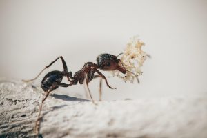 cp17 ants ga3ab9926b 640
