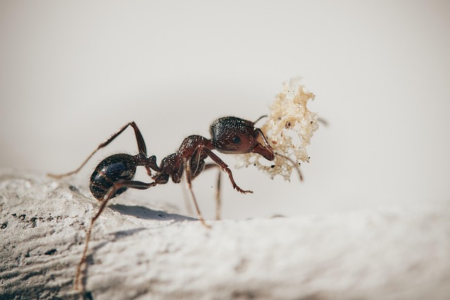 cp17 ants ga3ab9926b 640