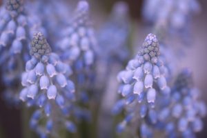 heikiwi grape hyacinths g082ba1f08 640