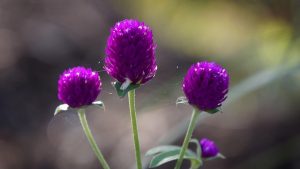 naturepost globe amaranth gd010dbfa8 640