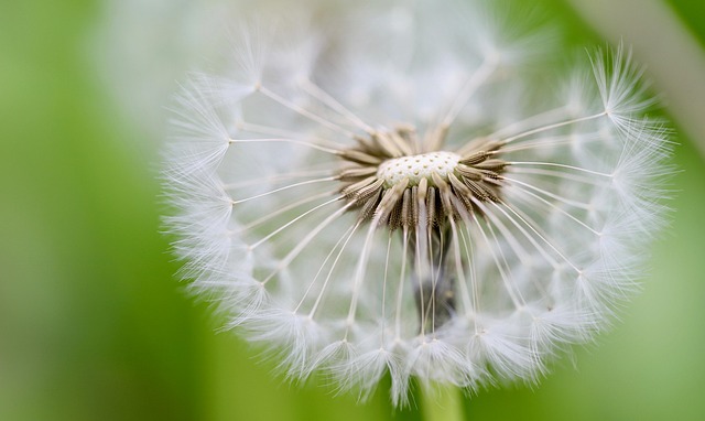 nennieinszweidrei dandelion gd66b57a5e 640