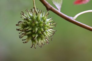nennieinszweidrei sweetgum g1c10d1193 640