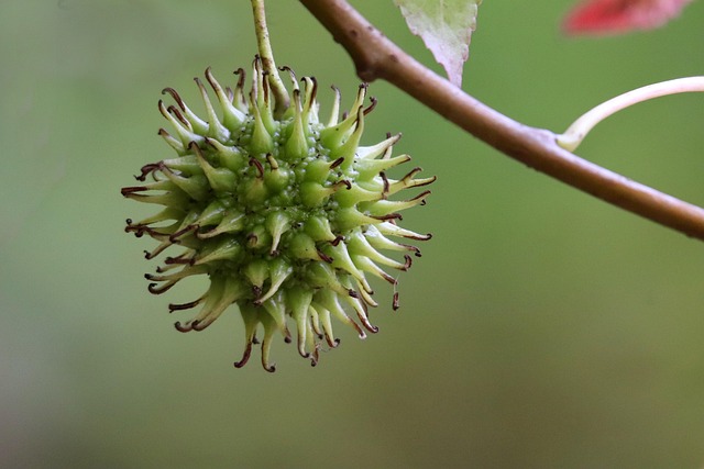 nennieinszweidrei sweetgum g1c10d1193 640
