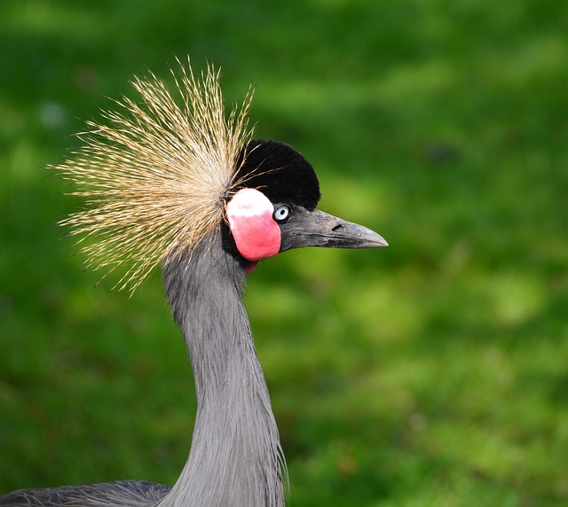 sipa grey crowned crane gcc0655e1b 640