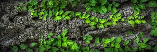 soramang leaves gcb210316f 640