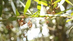 video thumb 33882 69d07eb4b2750