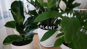 video thumb 34110 69e596cca1e93