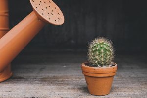 165106 cactus g5aeb5d36a 640
