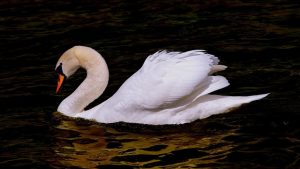 5598375 swan g3aa9ade69 640