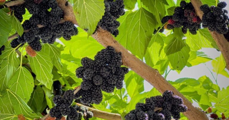 Cet arbre fruitier ultra-productif va transformer votre jardin ce printemps 26 Normal 2026 04 21T091952.962 768x403 1