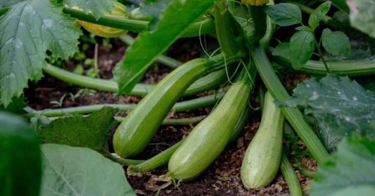 Courgettes : le geste secret de mai pour une récolte record et sans effort cet été 7 Normal 2026 05 04T092248.791 768x403 1