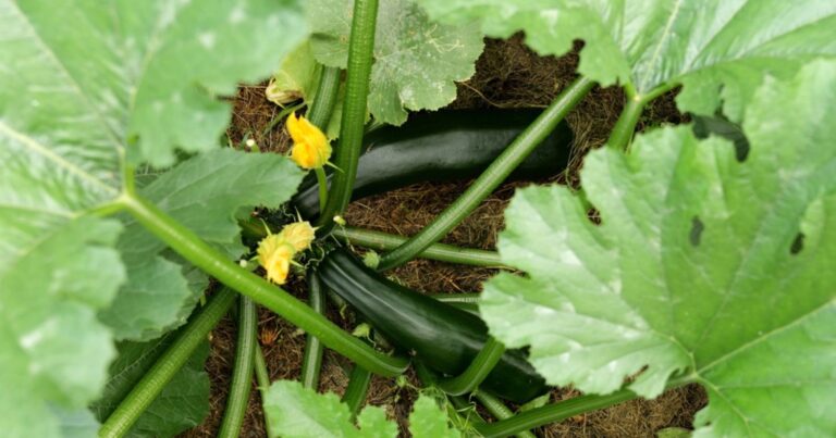Potager : l’erreur fatale que tout le monde commet avec ses courgettes 4 Normal 2026 05 04T113027.971 768x403 1