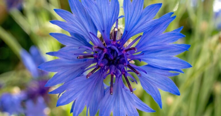 Jardinage : pourquoi votre marc de café est l’élixir secret des plantes acidophiles 17 Normal 2026 05 05T070808.747 768x403 1