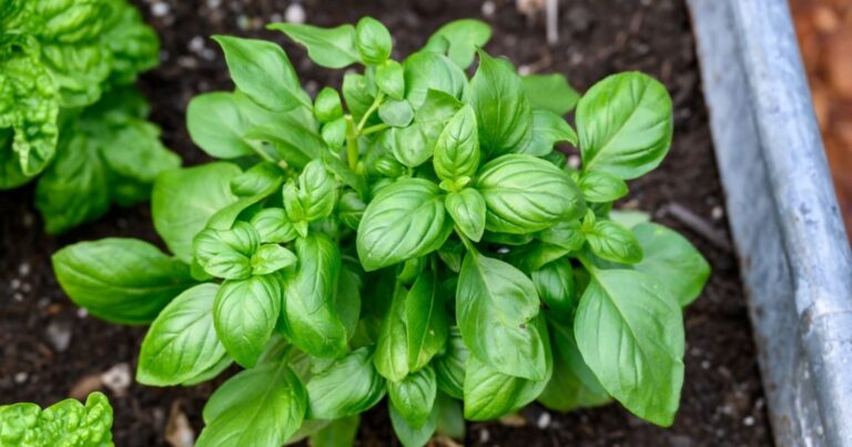 Basilic : pourquoi cette herbe sacrée doit impérativement rejoindre votre jardin ce printemps 2 Normal 2026 05 06T094825.820 768x403 1