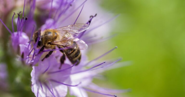 Pour attirer et protéger les abeilles dans son jardin voici les fleurs qu’il faut absolument planter 25 Normal 2026 05 13T080600.163 768x403 1