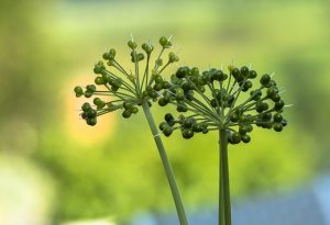 adege wild garlic g20294b610 640