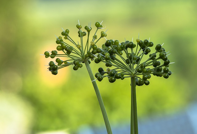 adege wild garlic g20294b610 640