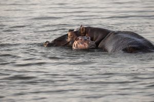 butti s hippopotamus ga2cb7a45d 640