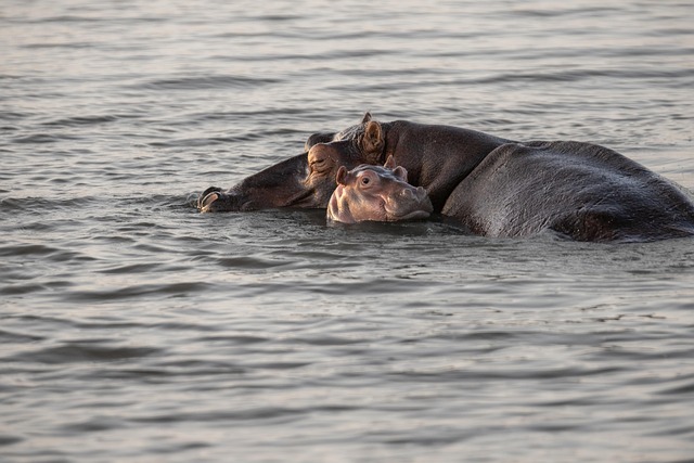 Au Kenya, un bébé hippopotame orphelin secouru 13 butti s hippopotamus ga2cb7a45d 640
