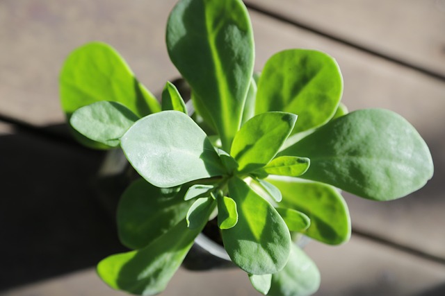 Le pourpier, un légume oublié aux multiples bienfaits 9 dyturge succulent gf86367d23 640