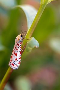 gab rysia butterfly g49237f106 640