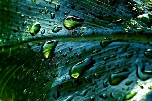 ignartonosbg rainwater gd49981cb3 640