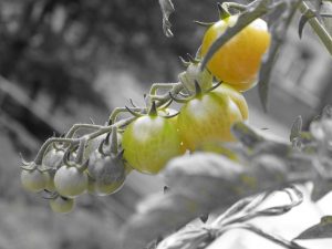 johannamalm tomato ga47dfd71a 640