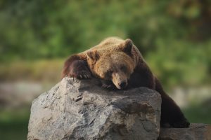 katerinavulcova bear ge1e3e9c4a 640