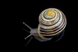 neryx snail g84dc6a14c 640