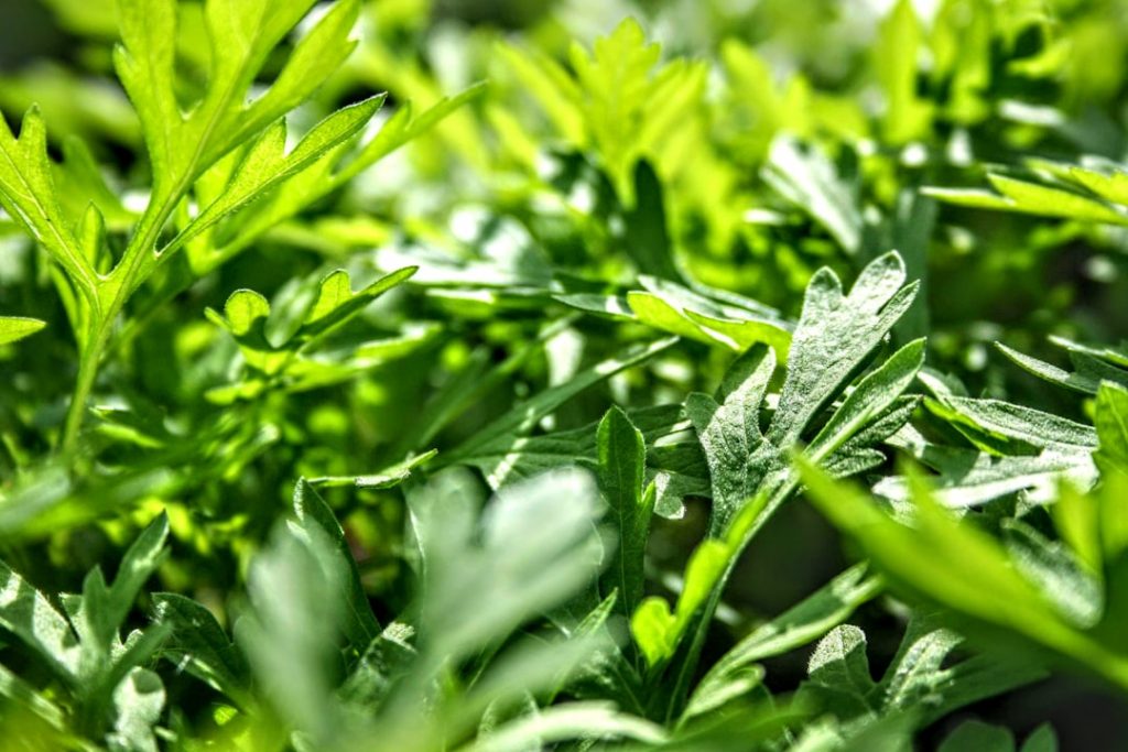 Estragon : comment bien le planter, l’entretenir et le conserver 15 photo 1560719954 ede6df9ef463