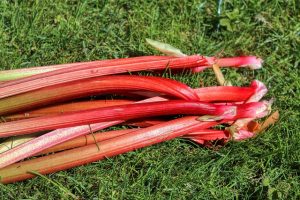 planet fox rhubarb g813469087 640