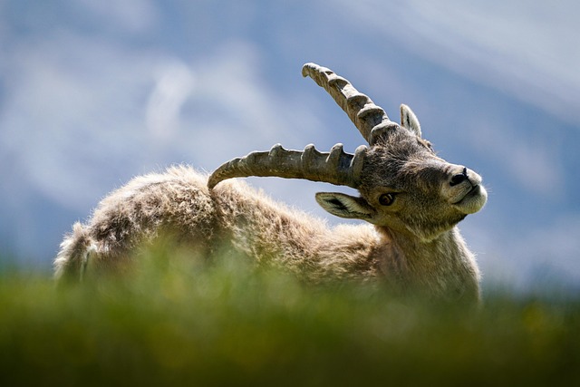 rottonara animal g17a09b115 640