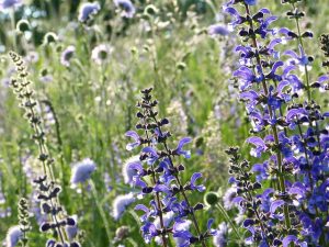 silviarita salvia ge6d05289e 640