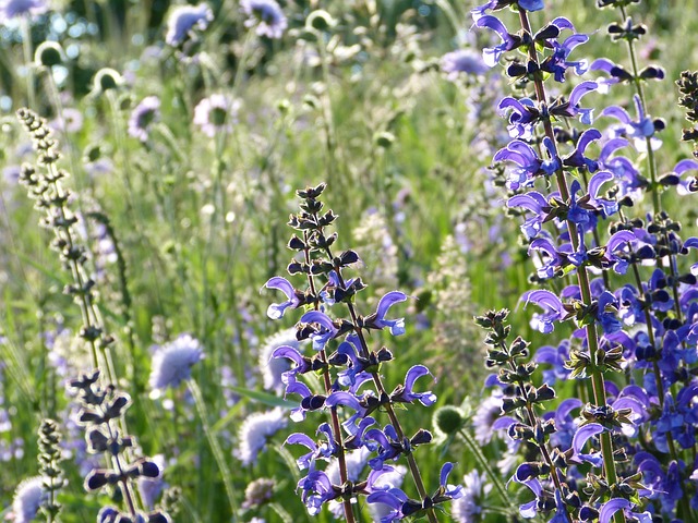 silviarita salvia ge6d05289e 640