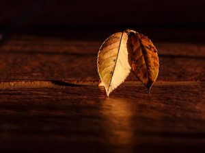 stevepb leaf g67012318d 640